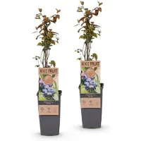 Green Boutiq - Planta de frutos - Vaccinium corymbosum Jersey - Arándano azul - Resistente al frío - Fruto azul - 2 plantas - Maceta de 15 cm - Altura 50 cm