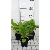 GRDplanten 6 x *Primula bulleesiana* (también conocida como *moerheimii*) - Primula esférica - Maceta de 9 x 9 cm