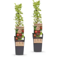 Green Boutiq - Planta de frutos - Grosella espinosa (Ribes uva-crispa) Hinnonmäki Röd - Grosella espinosa - Resistente al frío - Grosella roja - 2 plantas - Maceta de 15 cm - Altura 50 cm