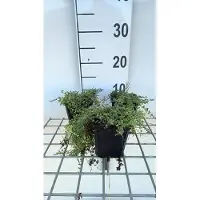 GRDplanten 6 plantas de *Thymus praecox* 'Pink Chinz' (tomillo), en maceta de 9 x 9 cm