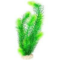 Aqua Della Hornwort - 32 cm