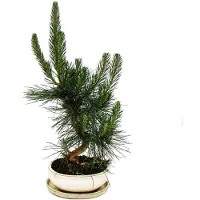 Exotenherz Bonsái - *Pinus thunbergii* - Pino negro japonés - aproximadamente 19 años de edad