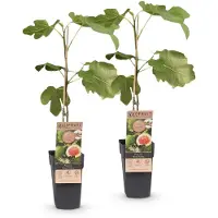 Green Boutiq - Árbol de higos - Ficus carica (variedad Brown Turkey) - Higuerero - Resistente al invierno - Verde - Fruto violeta - 2 plantas - Maceta de 15 cm - Altura de 50 cm