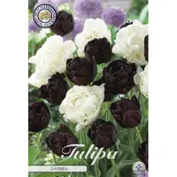 Sam van Schooten Tulpe Charming (10 unidades) | Bulbos de tulipán de