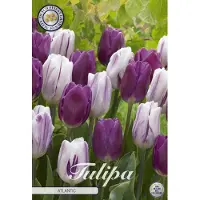 Sam van Schooten Tulipanes Atlantic (10 unidades) | Bulbos de tulipán de
