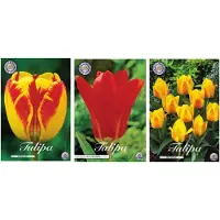Sam van Schooten Conjunto de bulbos de flores de alta calidad holandesa, con 3 variedades, 30 unidades: tulipanes "Buttercup", tulipanes "Red Emperor" y tulipanes "Banja Luka"