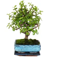 Exotenherz Bonsái - Portulacaria afra - Árbol de jade - Árbol de elefante africano - aproximadamente 4-5 años - forma esférica