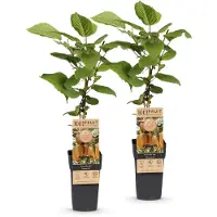 Green Boutiq - Planta de frutos - Actinidia deliciosa Hayward - Planta de kiwi - Hembra - Fruto verde - 2 plantas - Maceta de 15 cm - Altura 50 cm