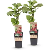 Green Boutiq - Planta de frutos - Rubus sin espinas, variedad Loganberry - Frambuesas silvestres - Resistente al frío - Fruto rojo - 2 plantas - Maceta de 15 cm - Altura de 50 cm