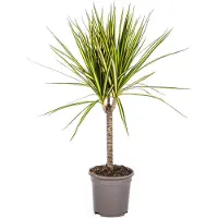 Exotenherz Dracaena marginata "Sunray" - También conocida como "Dracaena de borde" o "Dracaena de sol". Altura: 60-80 cm