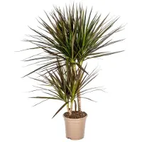 Exotenherz Dracaena Marginata Magenta, maceta de 17 cm - altura de 50 a 70 cm