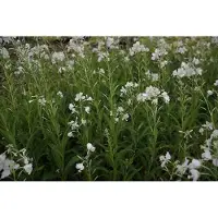 GRDplanten 6 x Epilobium angustifolium 'Album' - Epilobium - Maceta de 9 x 9 cm