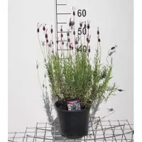 GRDplanten Lavandula stoech. 'Pedunculata' (papillon) - Lavanda - Maceta de 3 litros