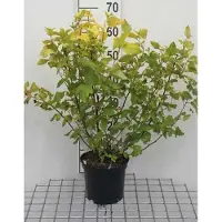 GRDplanten Physocarpus opulifolius 'Dart's Gold' - Arbusto ornamental de color amarillo, altura de 30-40 cm - En maceta