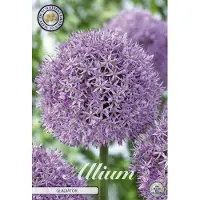 Sam van Schooten Cebollino ornamental Gladiator (1 unidad) | Bulbos de cebollino ornamental de