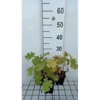 GRDplanten 6 x *Macleaya micr. 'Kelways Coral Plume'* (también conocida como "Federmohn") - en maceta de 9 x 9 cm