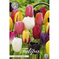 Sam van Schooten Tulipanes "Single Late Mix" (10 unidades) | Bulbos de tulipán de