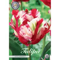 Sam van Schooten Tulipanes Estella Rijnveld (un paquete de 7 bulbos) | Bulbos de tulipán de