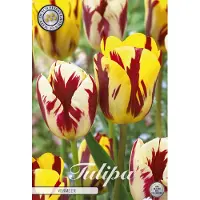 Sam van Schooten Tulipanes Vermeer (10 unidades) | Bulbos de tulipán de