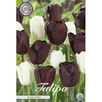 Sam van Schooten Tulipán Black Jacky (10 unidades) | Bulbos de tulipán de