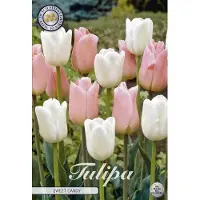 Sam van Schooten Dulces Tulpe Sweet Candy (10 unidades) | Bulbos de tulipán de