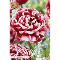 Sam van Schooten Conjunto de tambores Tulpe (7 piezas) | Bulbos de tulipán de