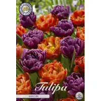 Sam van Schooten Tulipanes Bravoure (10 unidades) | Bulbos de tulipán de
