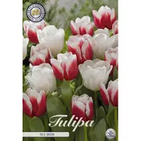 Sam van Schooten Tulipanes Red Snow (10 unidades) | Bulbos de tulipán de
