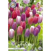Sam van Schooten Jardín de tulipanes "Tulpe Pride" (10 unidades) | Bulbos de tulipán de