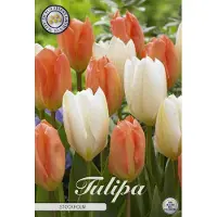 Sam van Schooten Tulipas Stockholm (10 unidades) | Bulbos de tulipán de