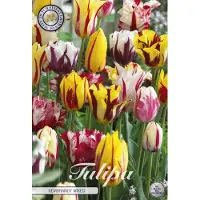 Sam van Schooten Tulipanes Rembrandt Mix (20 unidades) | Bulbos de tulipán de