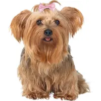 Trixie Lazos Para El Cabello 10 Unidades