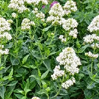 GRDplanten 6 x *Centranthus ruber* 'Albus' (esporga), planta en maceta de 9 x 9 cm