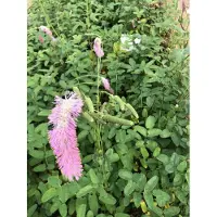 GRDplanten 6 x *Sanguisorba hybr.* 'Pink Brushes' - Sanguisorba - Maceta de 9 x 9 cm