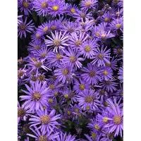 Brandless 6 unidades de Aster amellus 'Blue King' - Aster alpino en maceta de 9x9 cm