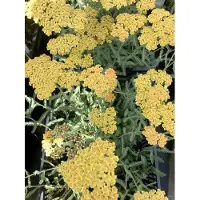 Brandless 6 plantas de Achillea 'Terracotta' (también conocida como milenrama) en maceta de 9 x 9 cm