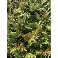 GRDplanten 6 plantas de *Dryopteris erythrosora* (helecho rojasombra) en maceta de 9 x 9 cm