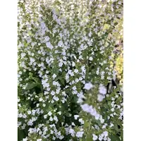 Brandless 12 plantas de Calamintha nepeta ssp. nepeta, en macetas de 9x9 cm