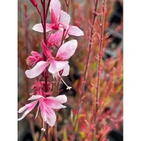 GRDplanten 6 plantas de *Gaura lindheimeri* 'Cherry Brandy' (también conocida como "Prachtkerze"), en macetas de 9x9 cm