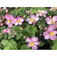 Brandless 6 x *Anemone hupehensis* 'Jasmine' - Anémona en maceta, 9 x 9 cm