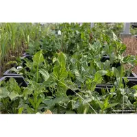 Brandless 6 plantas de *Arum italicum* (Aronstáb italiano) en macetas de 9x9 cm