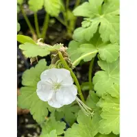 Brandless 6 x Geranio macrorrhizous 'White Ness' - Geranio de raíz grande - Maceta de 9 x 9 cm