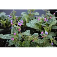 GRDplanten 6 plantas de *Pulmonaria saccharina* 'Mrs Moon' (Braunelle), en macetas de 9 x 9 cm
