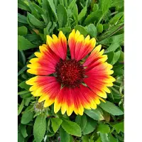 GRDplanten 6 x Gaillardia híbrida 'Kobold' ('goblin') - Flor de lazada - Maceta de 9 x 9 cm