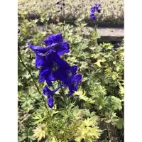 Brandless 6 plantas de Delphinium belladonna 'Atlantis' - Dardo (o Espuela de caballero) en maceta de 9x9 cm