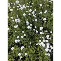Brandless 6 x *Achillea ptarmica* 'Peter Baumwolletail' - Achillea en maceta de 9 x 9 cm