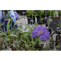 GRDplanten 6 x *Scabiosa caucasica* 'Perfecta' - Escabiosa - Maceta de 9 x 9 cm
