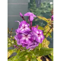 GRDplanten 6 plantas de flox (Phlox) variedad 'Laura' - también conocida como "Flammenblume" - en maceta de 9 x 9 cm
