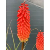 Brandless 6 plantas de Kniphofia 'Alcazar' (también conocidas como "lirios antorcha") en maceta de 9 x 9 cm