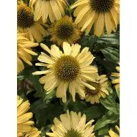 GRDplanten 6 x Echinacea purpurea 'Sunseekers Yellow' - Equinácea 'Sunseekers Yellow' - Maceta de 9x9 cm